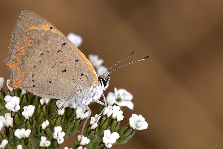 Lycaena tityrus