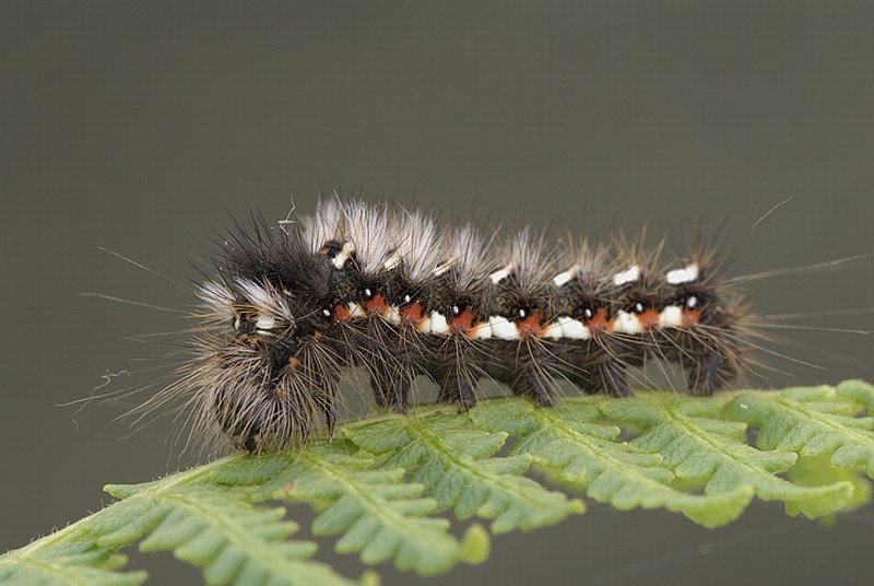 Noctuidae Acronicta rumicis