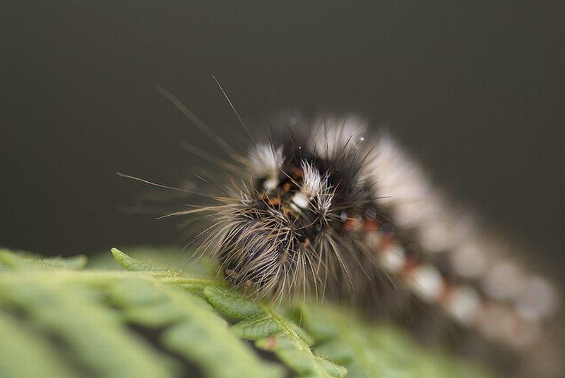 Noctuidae Acronicta rumicis