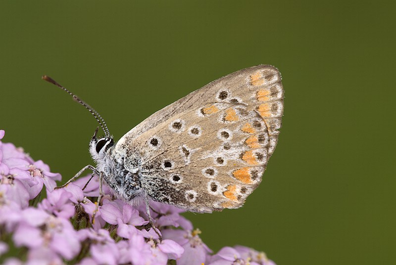 Lycenide