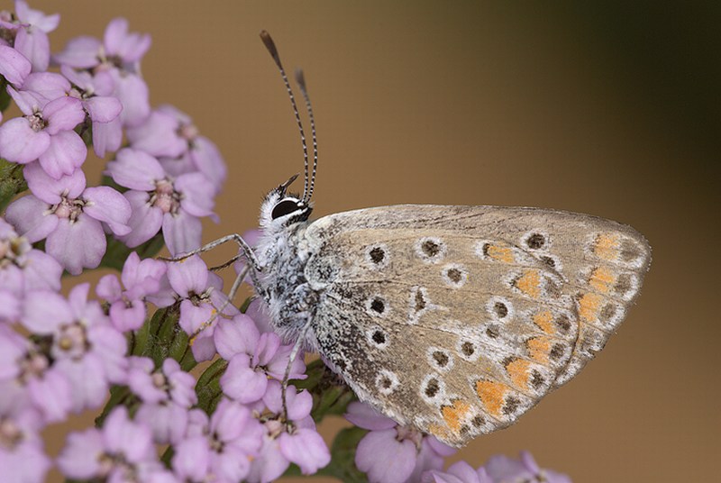 Lycenide