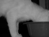 Meow!