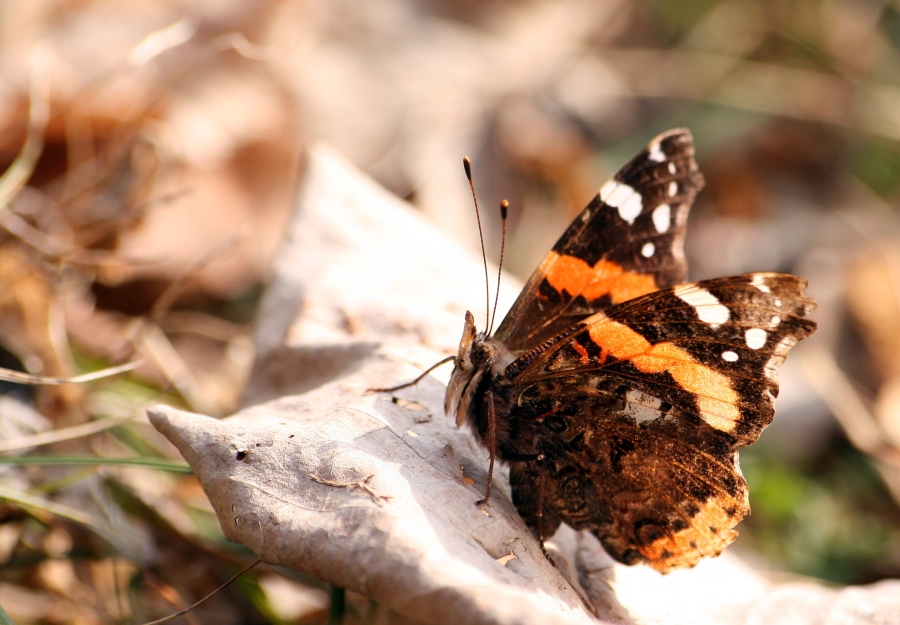 Vanessa atalanta