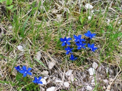 Fiorellini