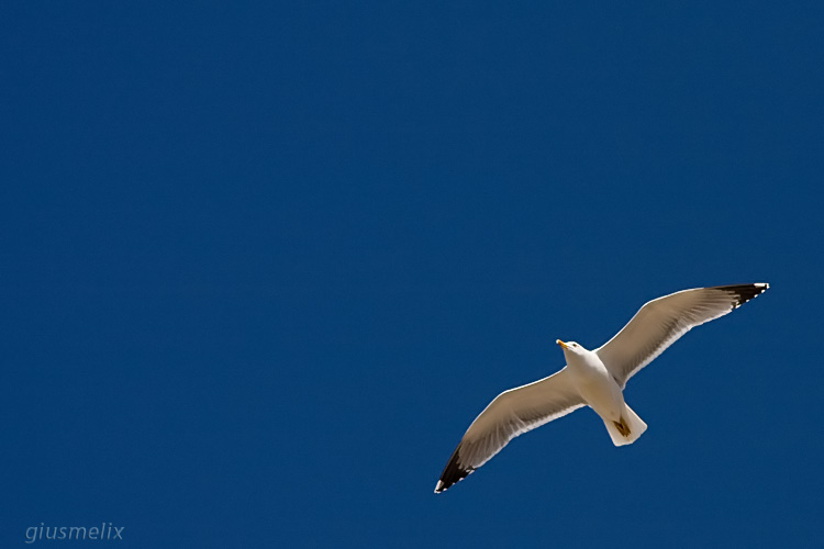 Flying...