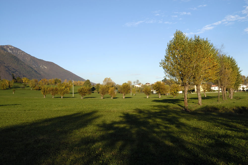 Alberi