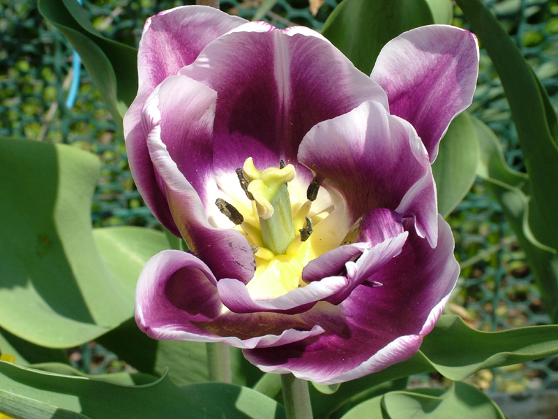 Tulipano viola