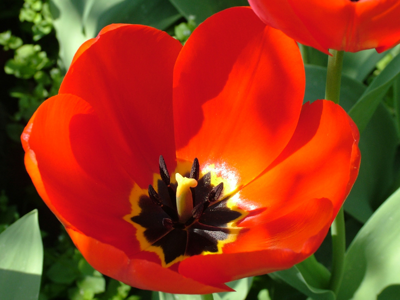 Tulipano rosso