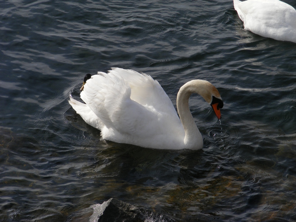 Cigno