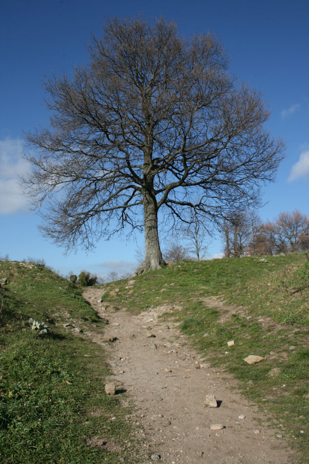 il grande albero