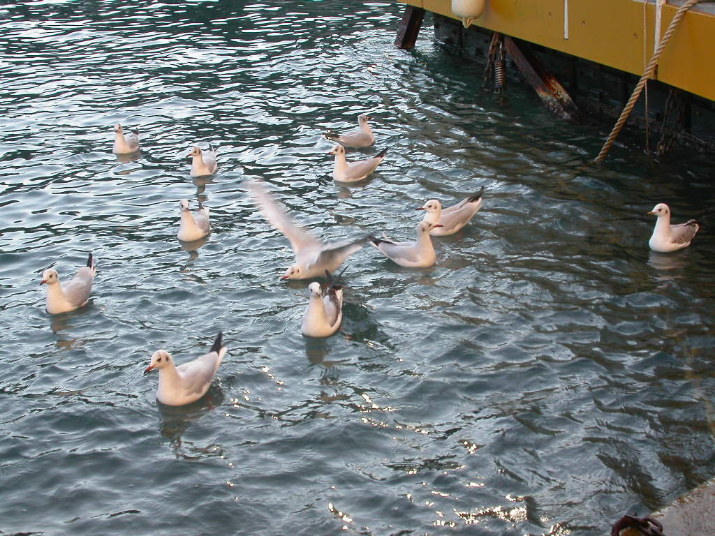 gabbiani.....a Portofino