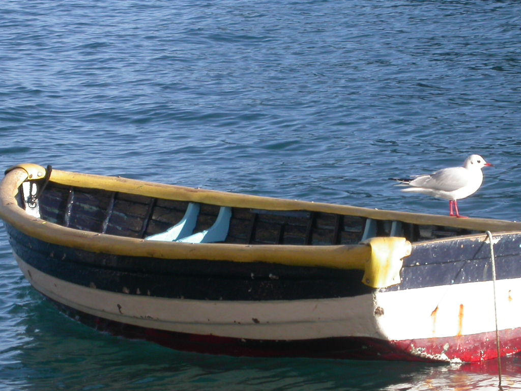 Gabbiani.... in barca2