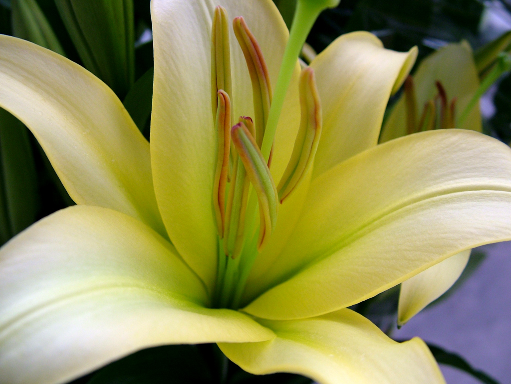 Macro-2