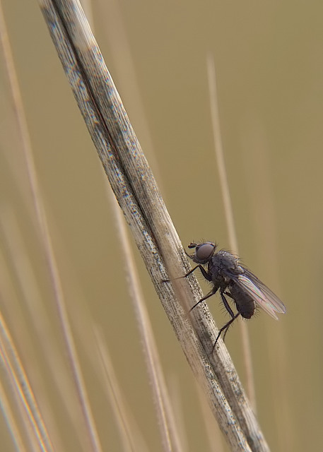 mosca in posa