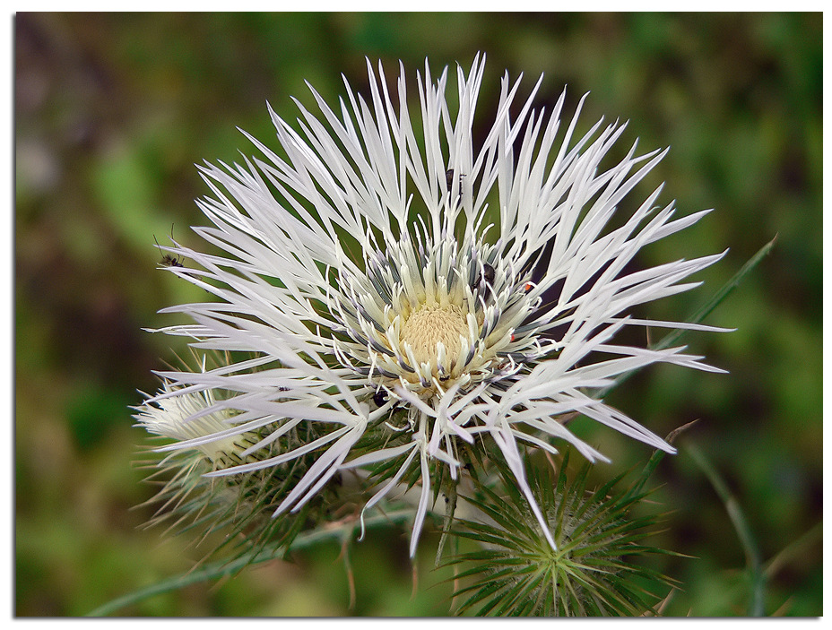 Fuochi d'artificio naturali