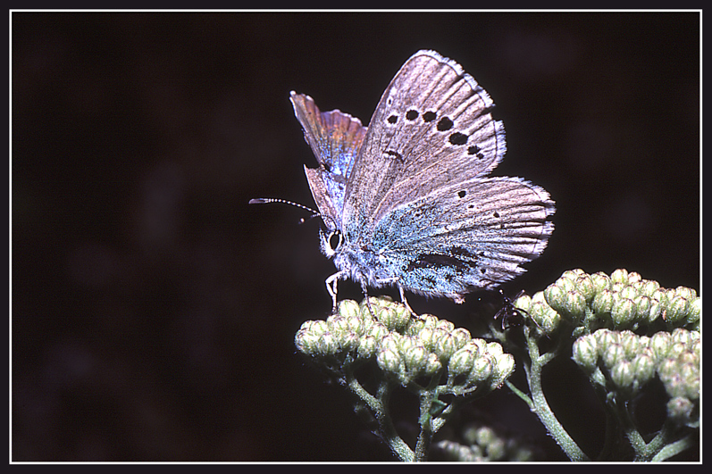 Farfalla2