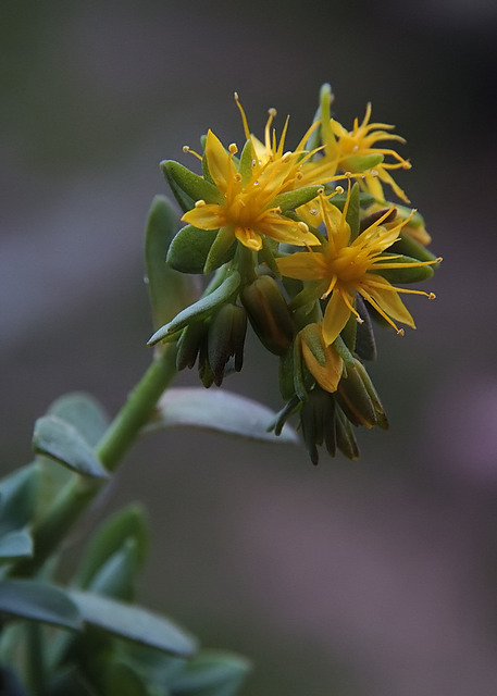 composizione floreale