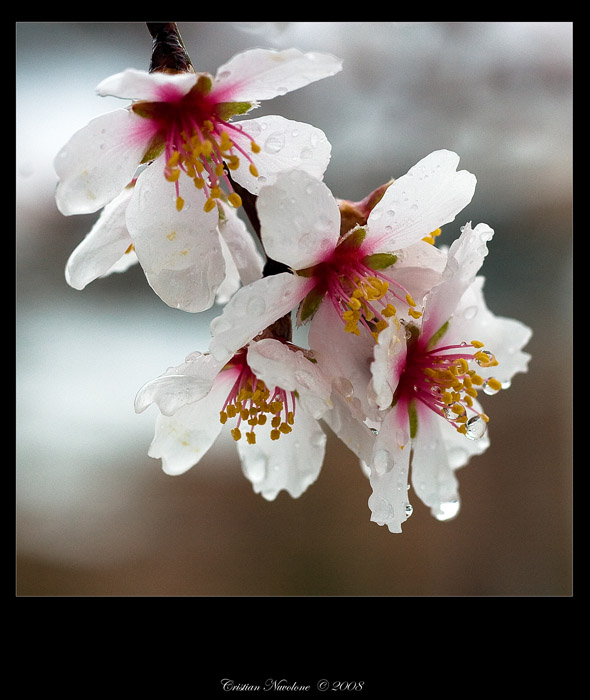 Primavera