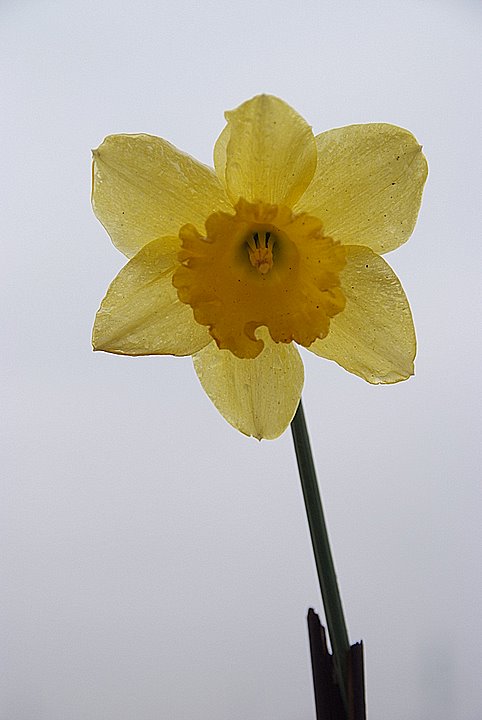 narciso