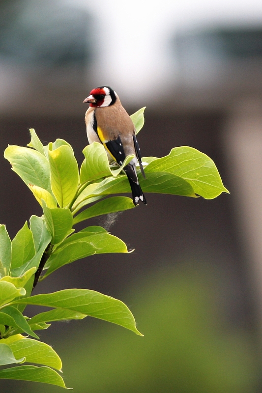 Cardellino