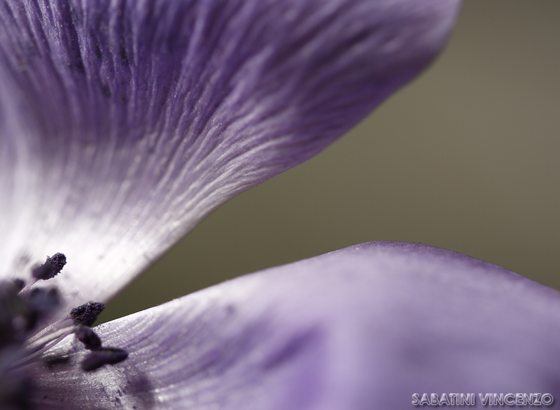 ancora viola