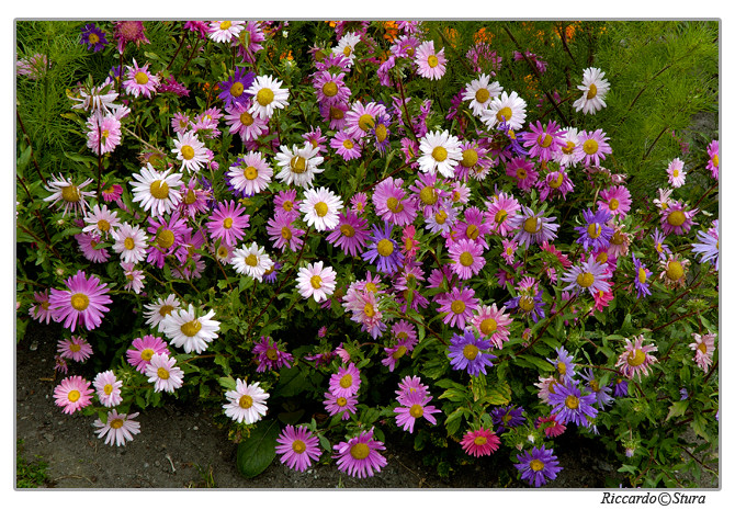 Fiori