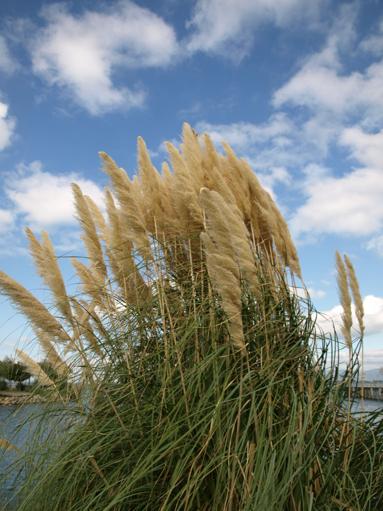 trasimeno