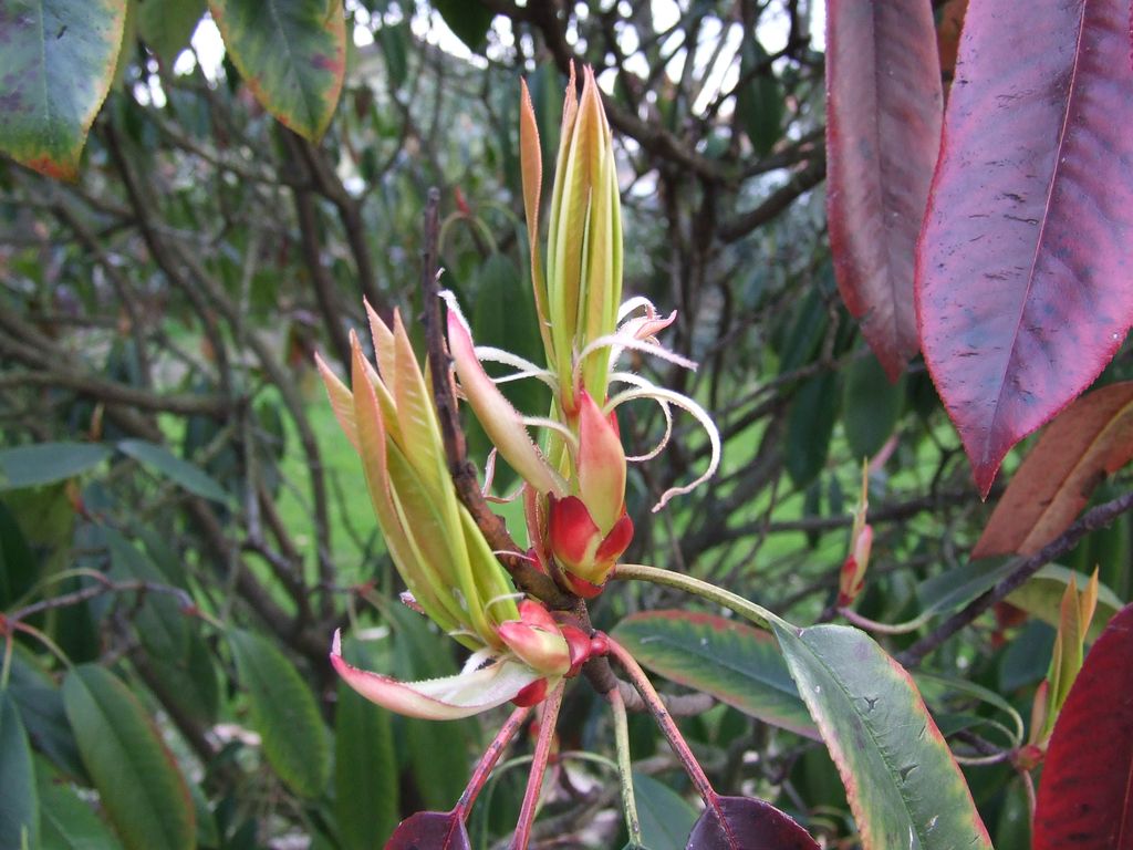 prime fioriture