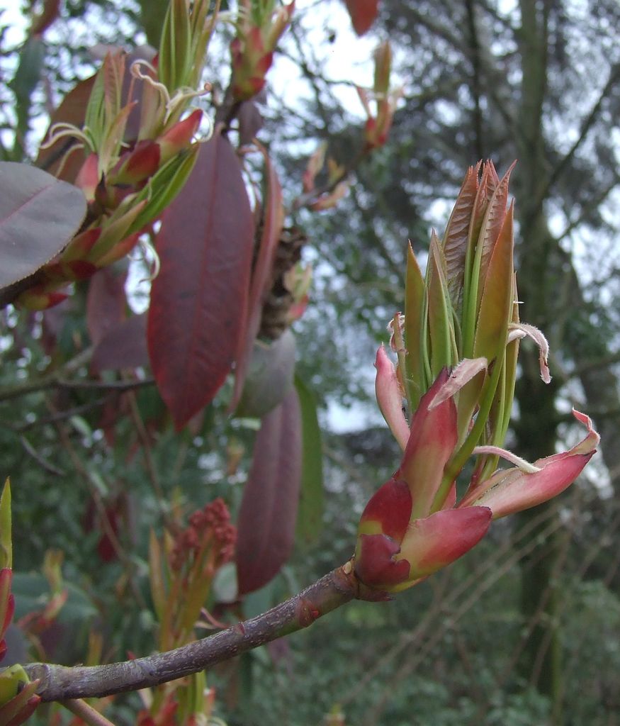 prime fioriture