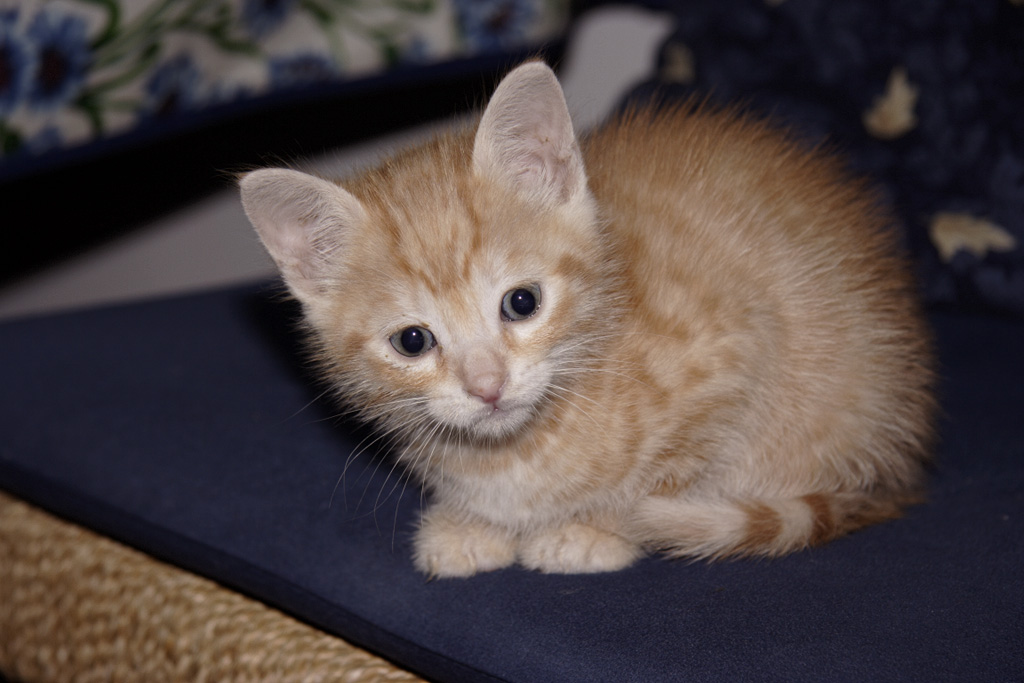 Il mio gatto Pippo