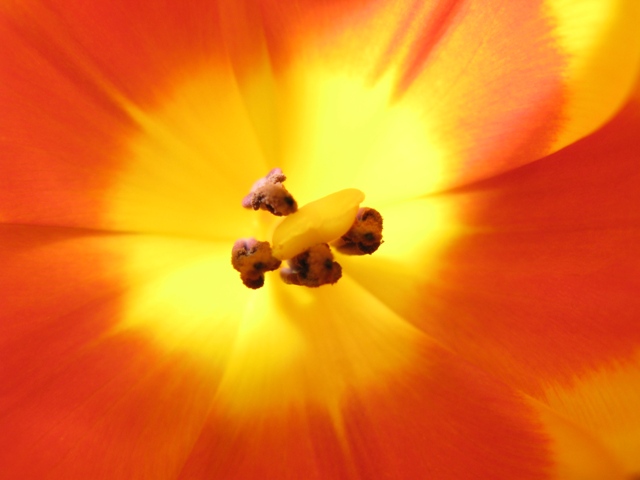 Tulipani 2