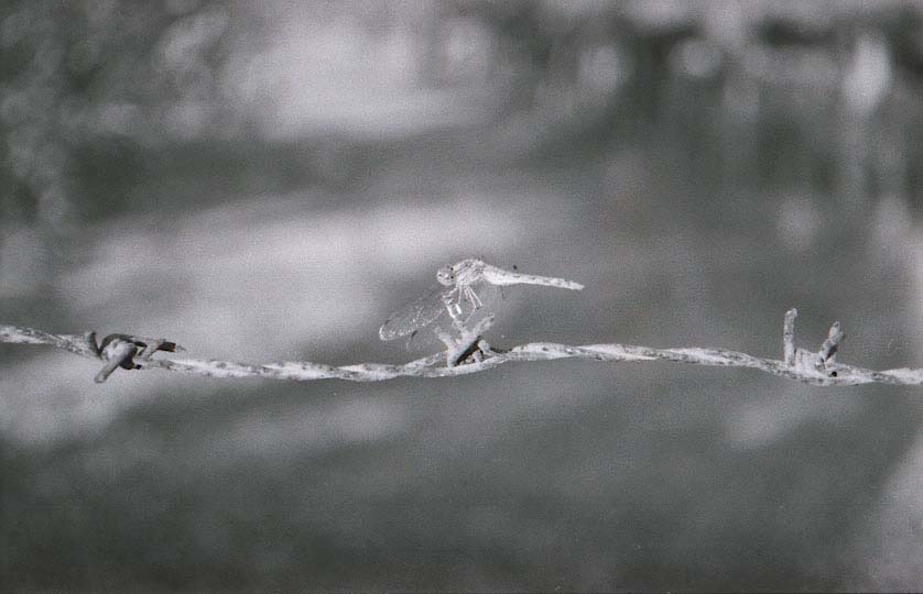 Ferro Spinato