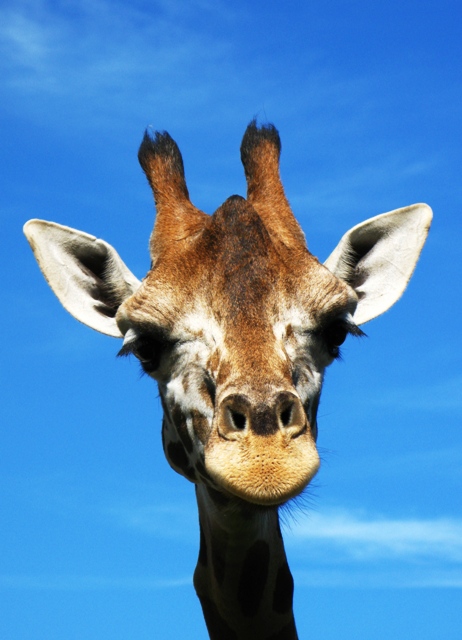 Giraffa
