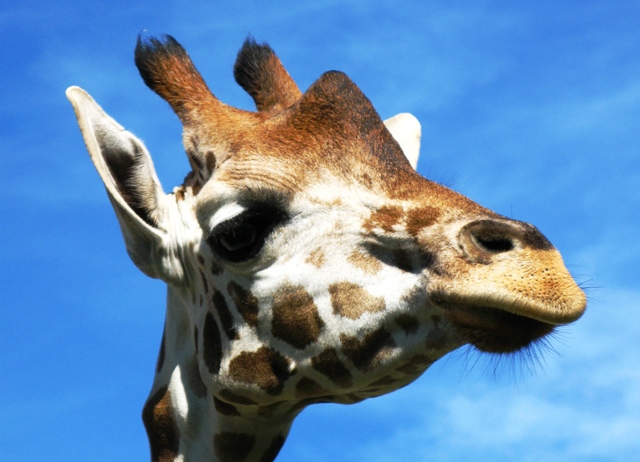Mamma giraffa