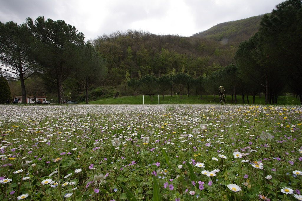 Campo di calcio