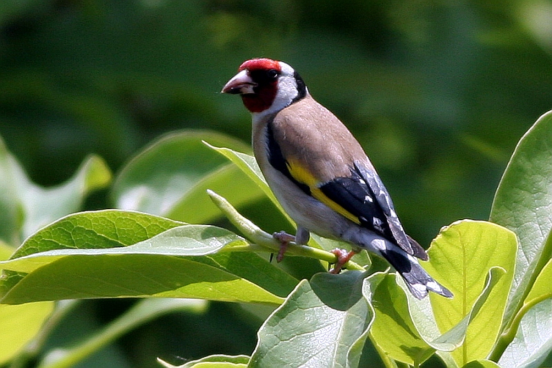 Cardellino
