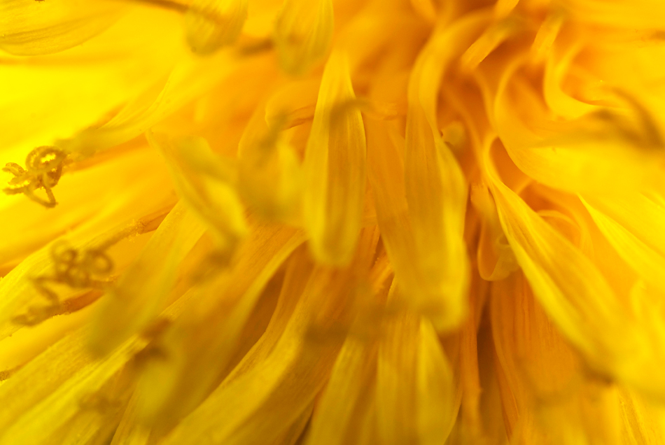 PETALI DI FUOCO