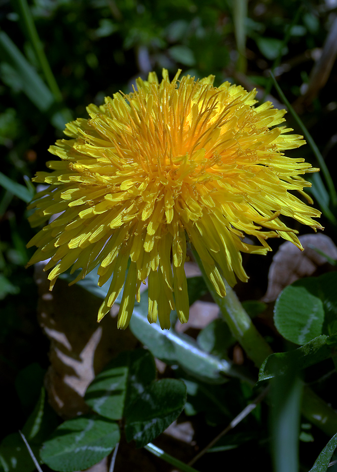 ESPLOSIONE DI GIALLO