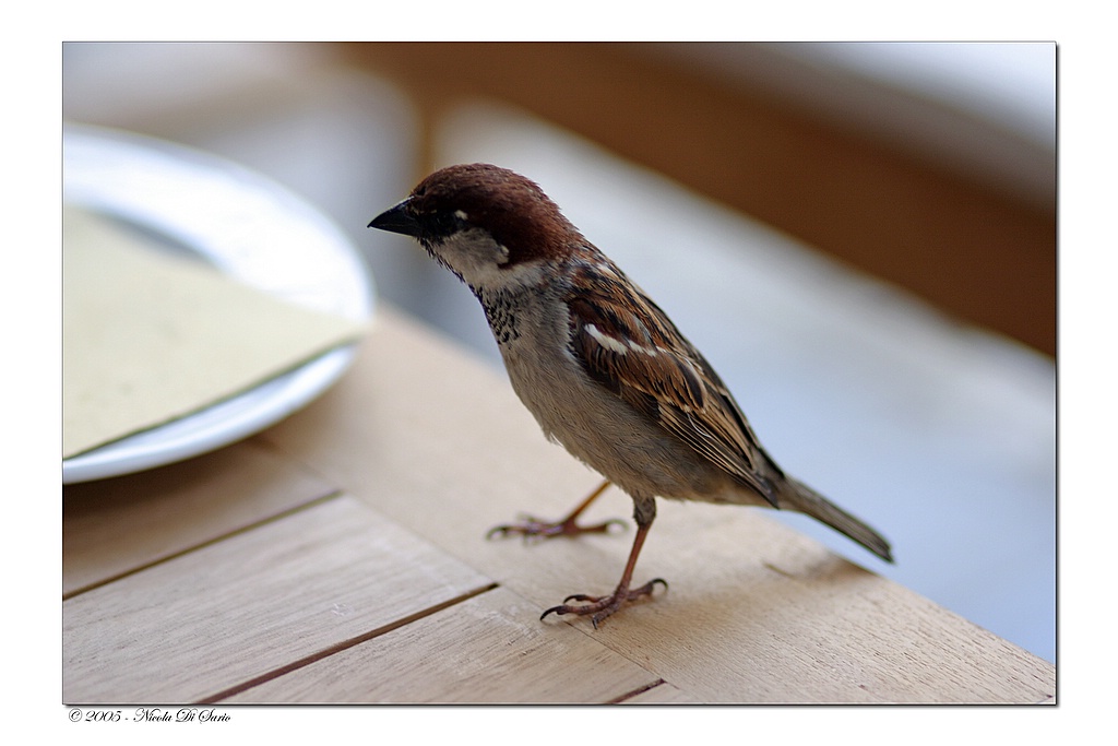 Passerotto non andare via