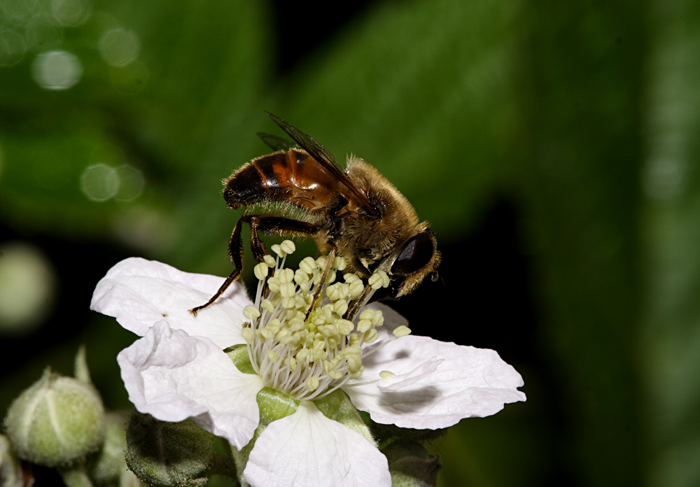 ape su fiore di mora_2
