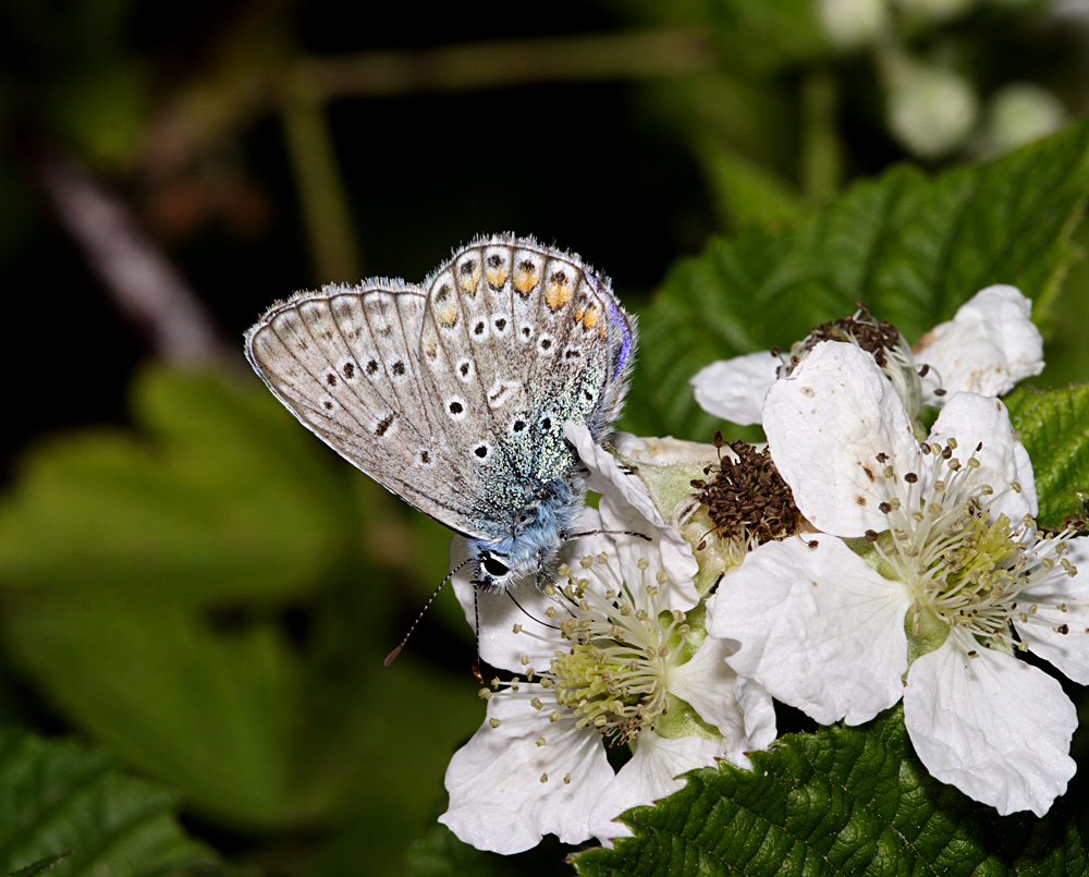 farfalla su fiore di mora