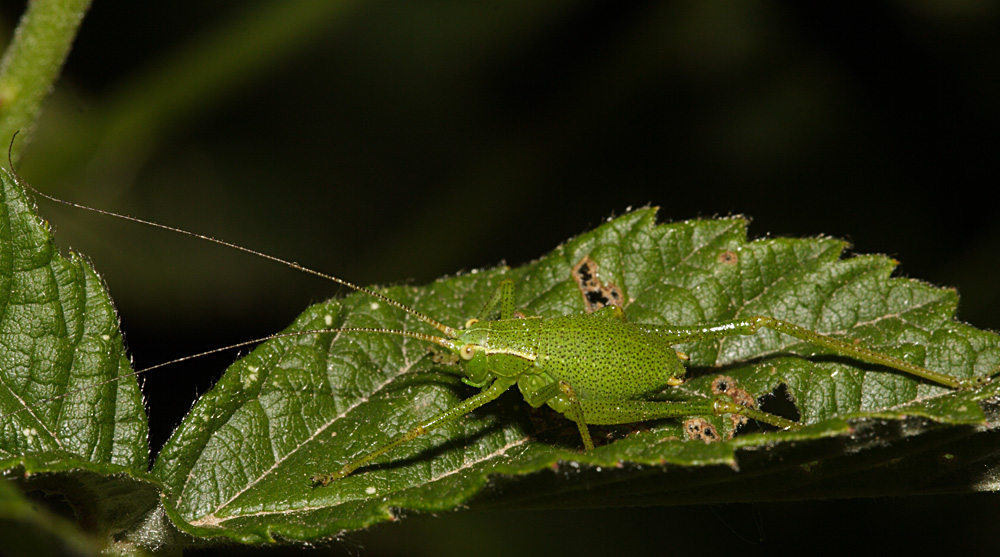 grillo