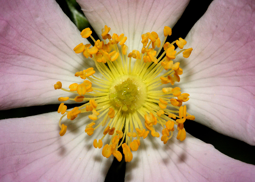 fiore e simmetria