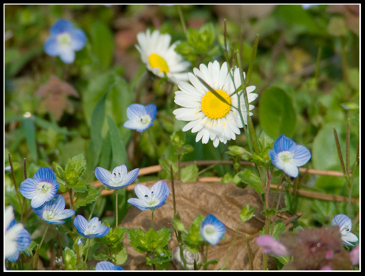 tanti piccoli fiori...
