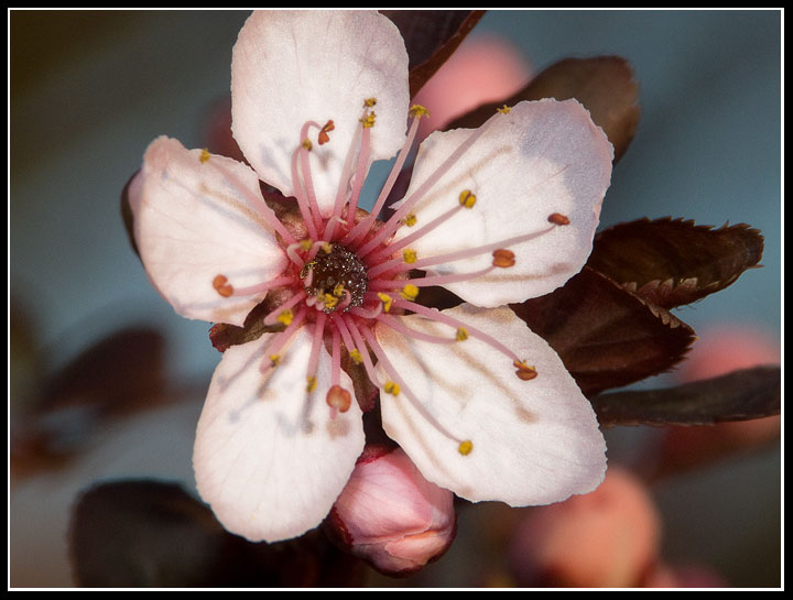 la mia diciamo prima macro su un fiore:)