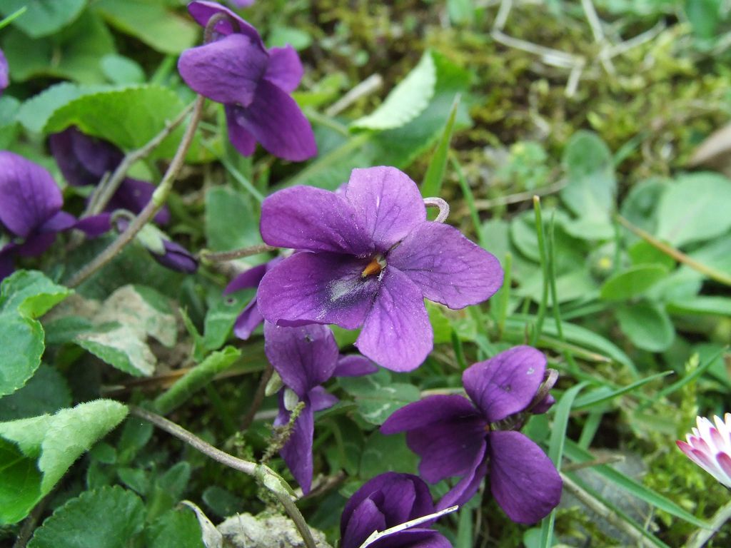 17 marzo 2008 - 6