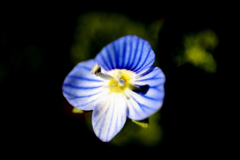 fiore closeup