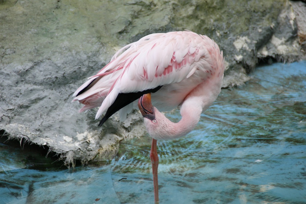 natura