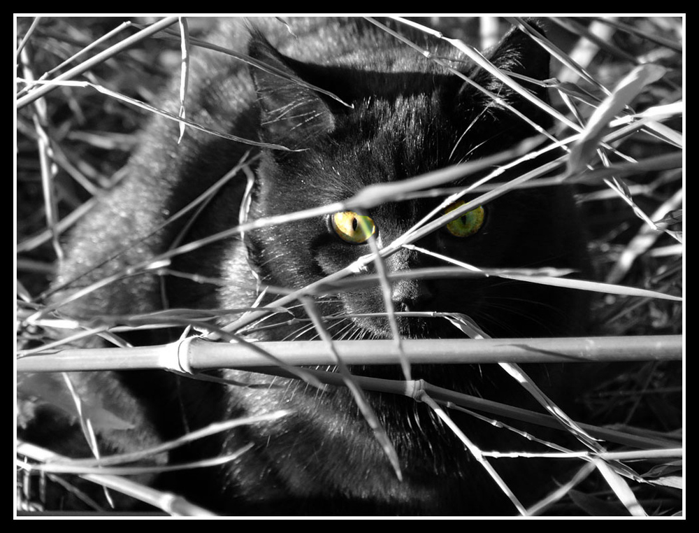 Lince