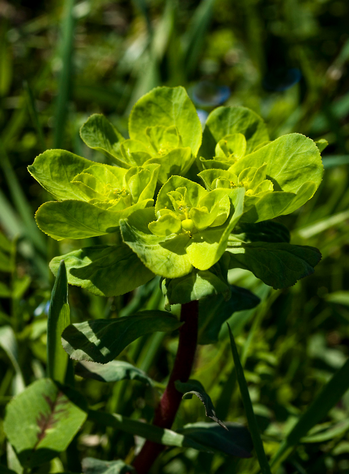 TONALIT DI VERDE